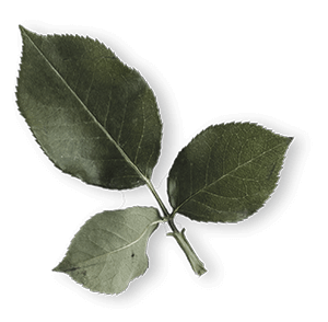 leaf_image60