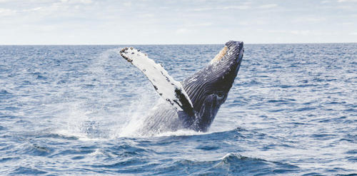 Whale Watching - Byron Bay Hinterland